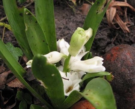 Hyacinth, January 2016