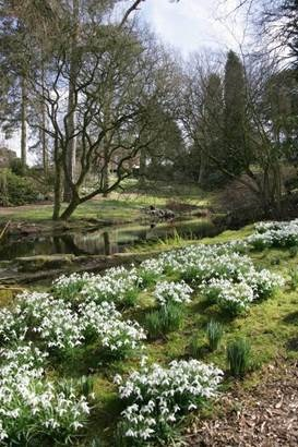 Rode Hall Snowdrops (2)