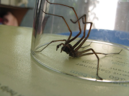 Spider caught under glass