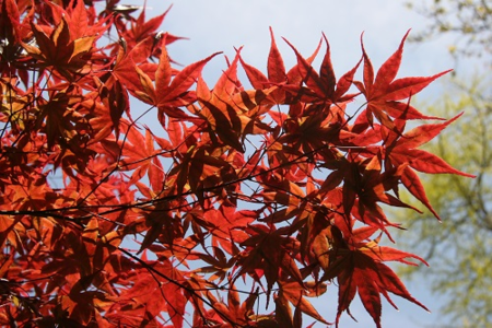 ©The Farplants Group_FD6891 Japanese Maple leaves (Acer) April