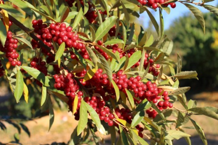 Plenty of Sweet and Sour Pointilla, dotberry, from Lubera