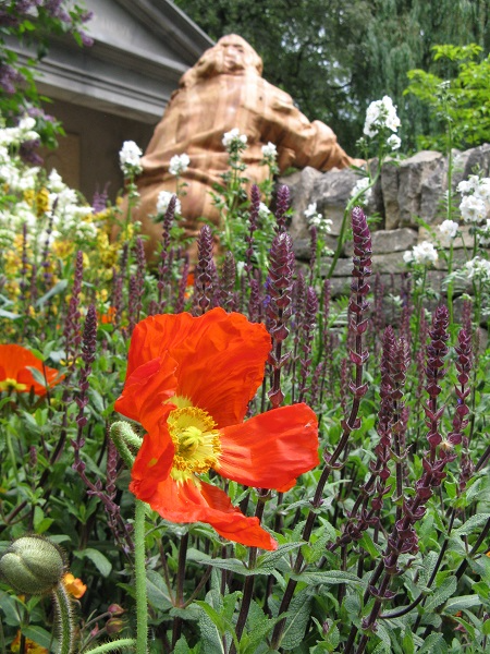 Poppy, Meningitis Now Futures Garden, designed by John Everiss, Chelsea Flower Show 2016