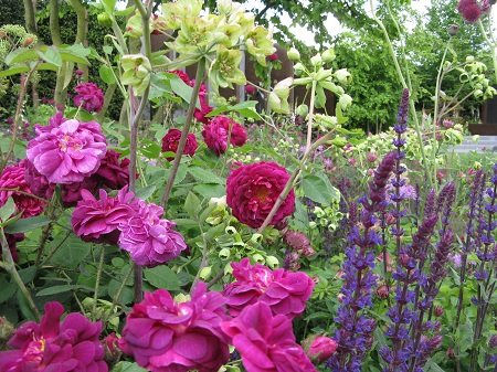 Rich planting at the Qatari Diar Chelsea Barracks Garden, RHS Chelsea Flower Show 2016, copyright Helen Gazeley