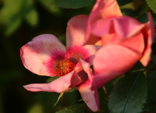 For Your Eyes Only, Rosa Persica, Rose of the Year 2015