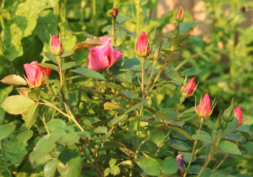 For Your Eyes Only, Persica floribunda, Rose of the Year 2015