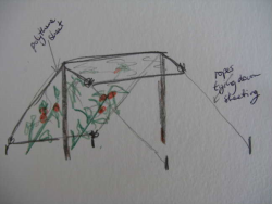 Drawing of Bob Flowerdew's anti-blight shelter for tomatoes. Copyright Helen Gazeley