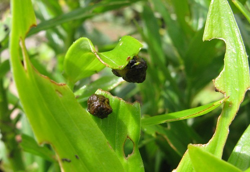 Lily beetle larvae wrapped in own excrement