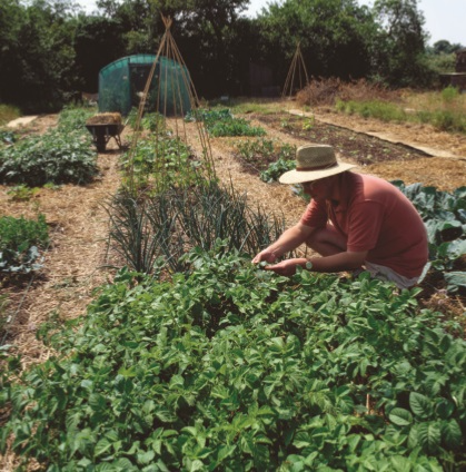 Allotment harvesting after 6 months