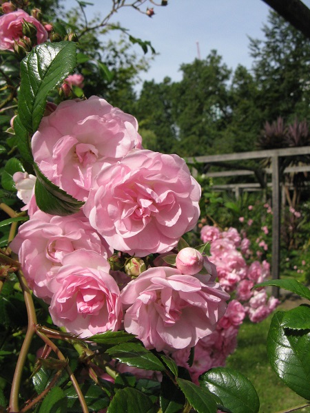 Roses, Vauxhall Park, London