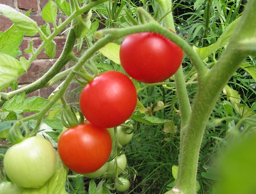 Tomato Mountain Magic