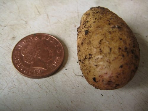 Egg and Chips Potato harvest