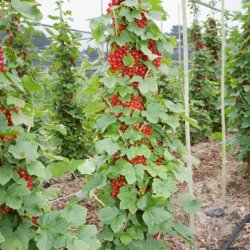 Pomona Rovada Redcurrant Cordon