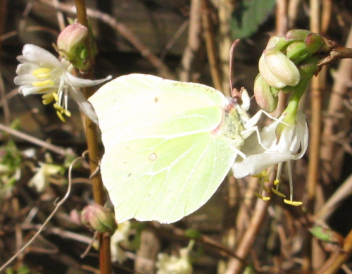 Brimstone butterfly on winter honeysuckle