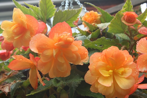 Begonia Apricot Illumination from Van Meuwen  hanging basket