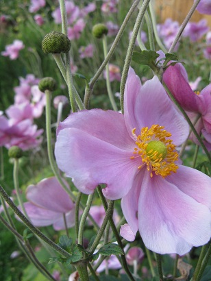 Autumn or Japanese anemone