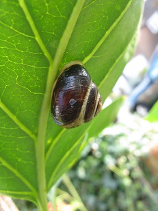 Second snail on lilac