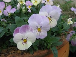 Viola Teardrop Pink Blush from Plant Me Now