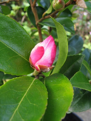 Bud of Camellia sasanqua Rainbow