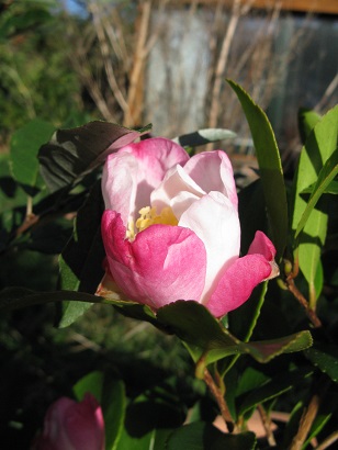 Opening bud of Camellia sasanqua Rainbow