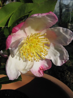 Bloom of Camellia Sasanqua Rainbow