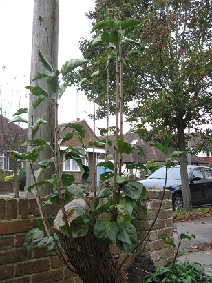 Lilac beginning to look a bit bare