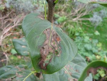 Browning of lilac leaves