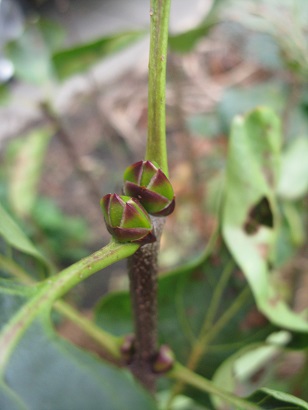 New buds for next year on the lilac