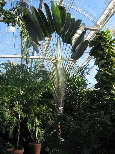 Traveller's Tree, tropical greenhouse, Wisley, December 2014