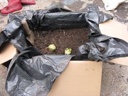 Chicory planted in box ready for blanching