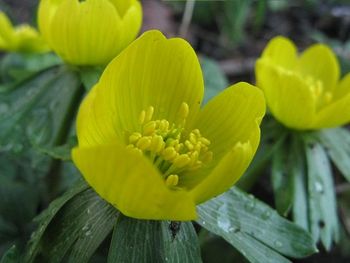 Winter aconite