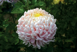 Chrysanthemum Lilac Chessington from Woolmans