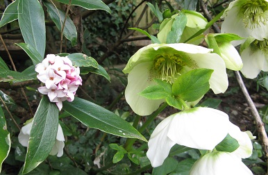 Daphne odorata and helebore