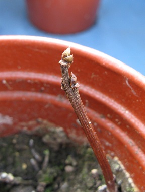 Lilac cutting