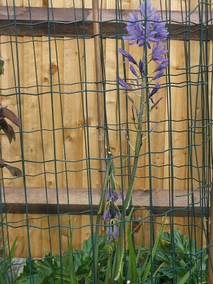 Camassia behind bars