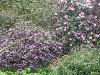 Rhododendrons at Wisley, May 2015