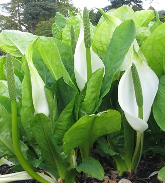 Arums at Wisley, May 2015