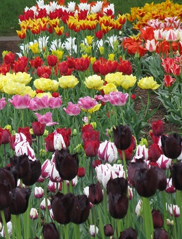 Black tulips to the fore in trials at RHS Wisley. May 2015