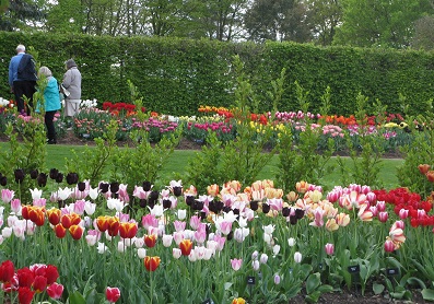 Tulips attracting interest at trials at RHS Wisley. May 2015