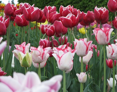 Pink and white in tulip testbeds at RHS Wisley. May 2015