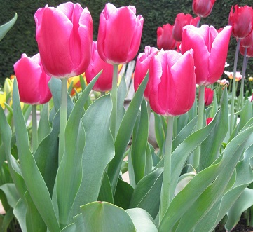 Tulipa 'In Love' on trial at Wisley. May 2015