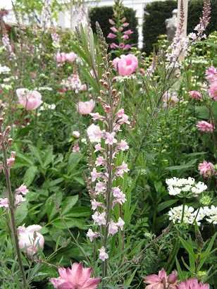 Planting on Breakthrough Breast Cancer Garden, RHS Chelsea 2015