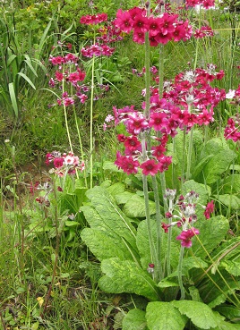 Planting on Dan Pearson's Laurent Perrier Chatworth garden