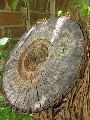 Sawn off lilac trunk