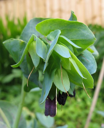 Cerinthe Major Purpurescans