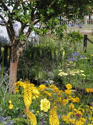 Yellow planting in Magna Carta 800, RHS Hampton Court, 2015