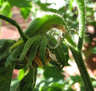 Gigantomo tomato plant, megablossom unfolding