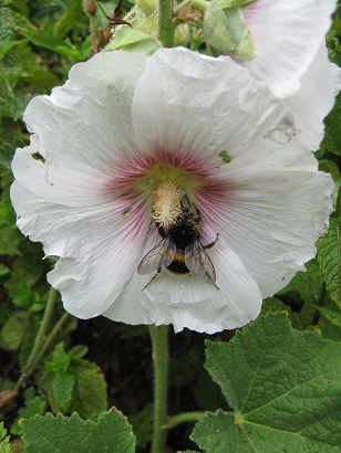 Hollyhock with bee