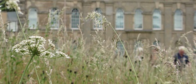 Wildflower meadow, Compton Verney Wildflower meadow, Compton Verney