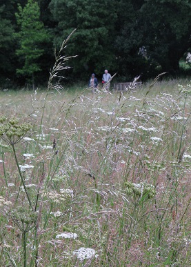 Wildfower Meadow, Compton Verney, Warks Wildfower Meadow, Compton Verney, Warks