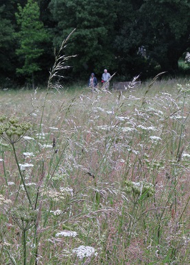 Wildfower Meadow, Compton Verney, Warks